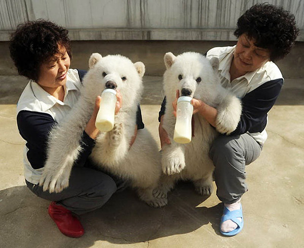 cute animals - feeding bears 