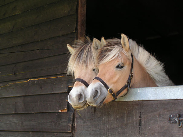 cute animals - ponies
