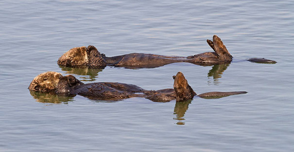 cute animals - floating on water