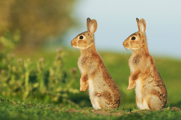 animals twins - bunnies