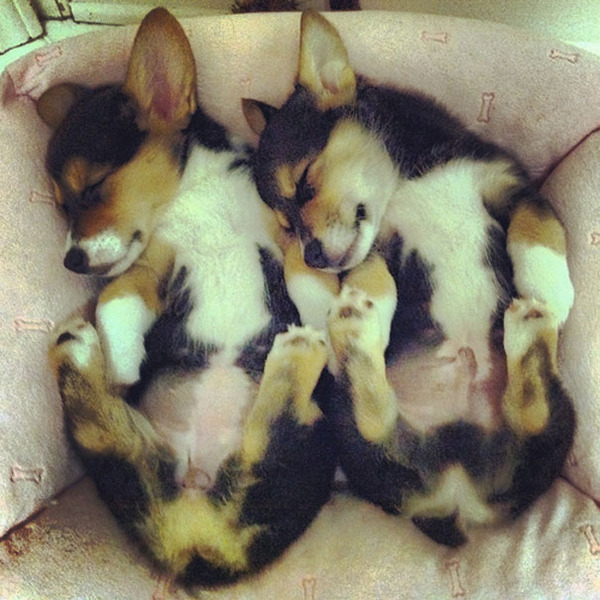 cute animals - sleeping puppies