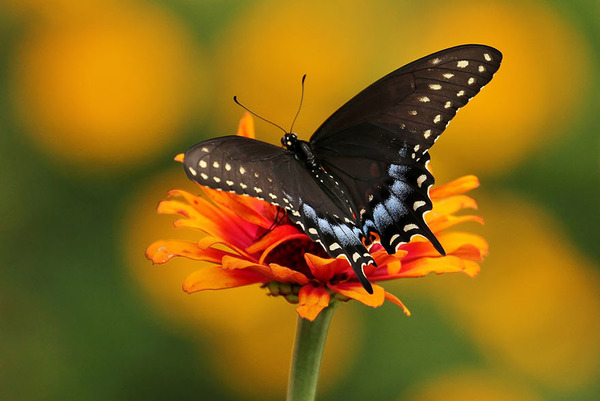 Awesome Butterflies