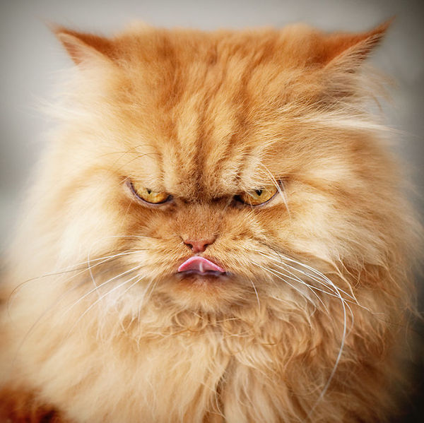 angry cat - garfi
