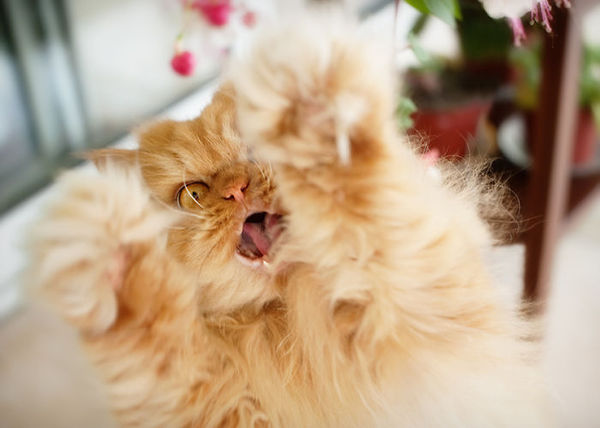 angry cat - garfi