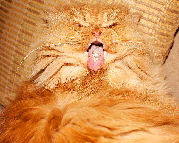angriest cat - garfi