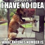 16 Pictures Of The I Have No Idea What I'm Doing Dog Who Still Has No ...