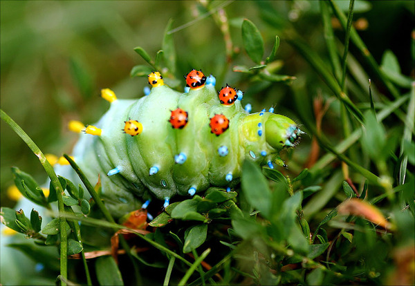 Awesome Butterflies