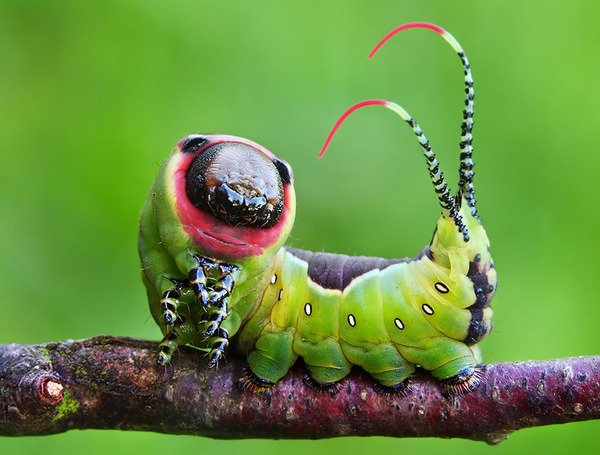 pictures of exotic butterflies