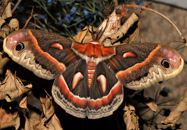 Awesome Butterflies