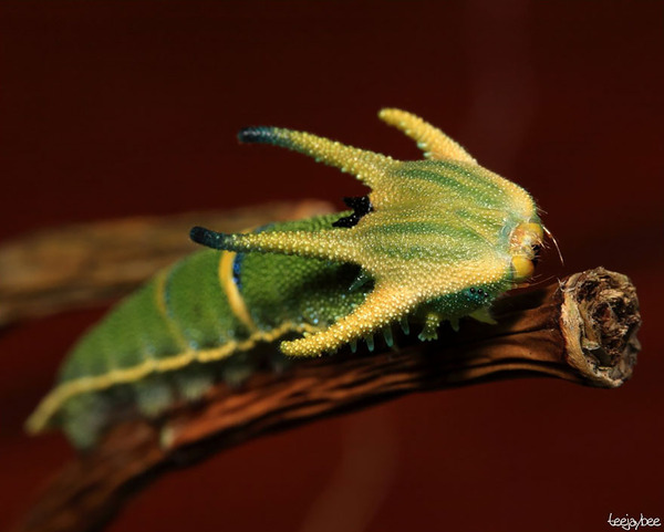 Awesome Butterflies