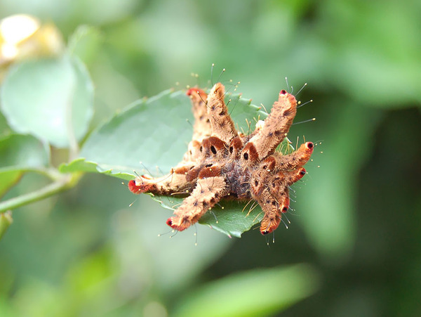 pictures of exotic butterflies