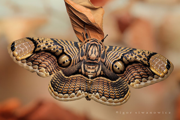 pictures of exotic butterflies
