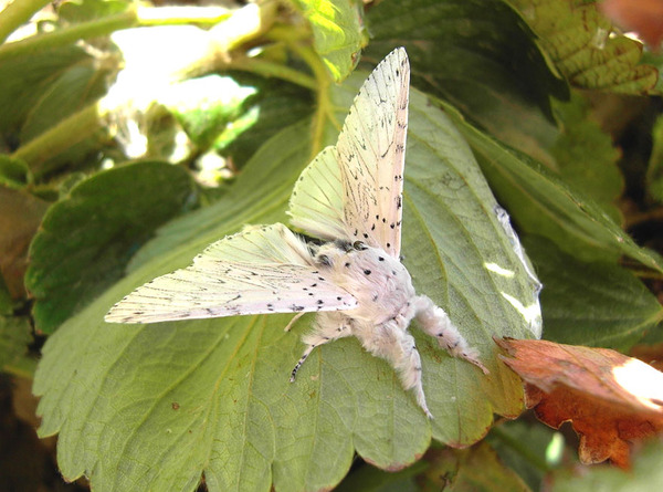 Awesome Butterflies