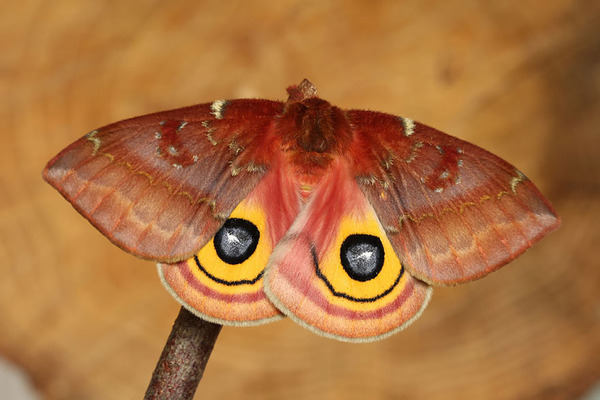 Awesome Butterflies