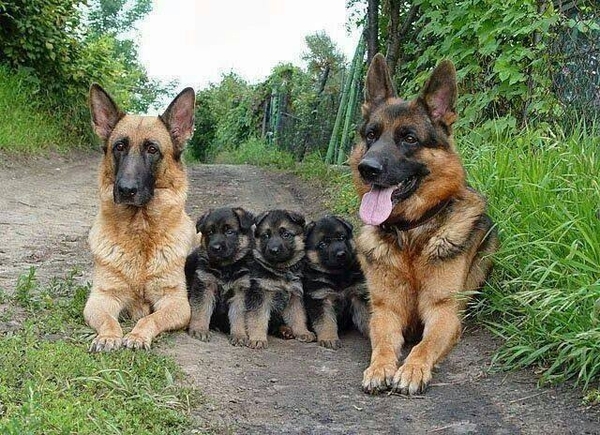 animal family
