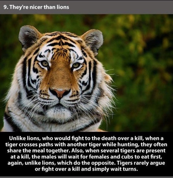 tigers are awesome