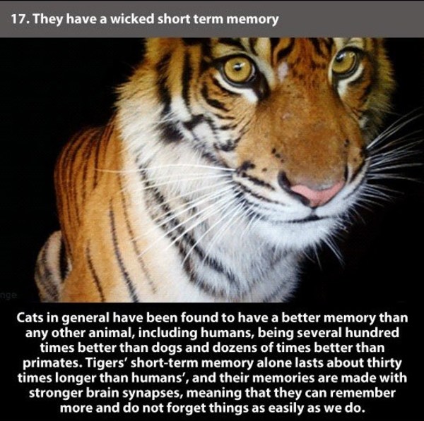 tigers are awesome