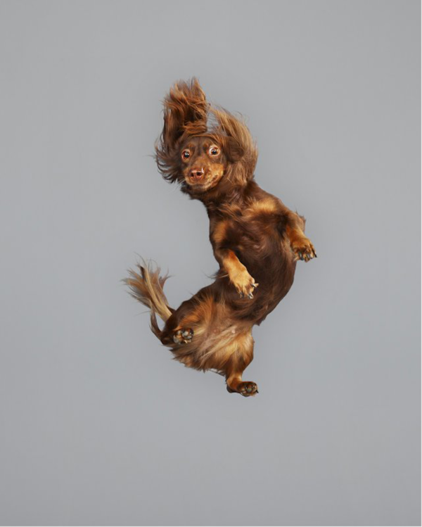 cute dogs jumping