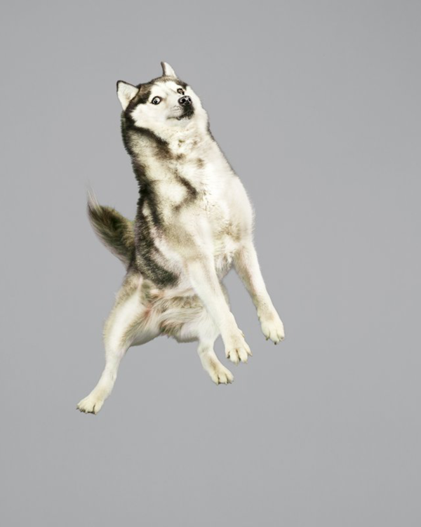 cute dogs jumping