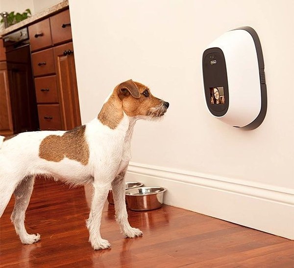 amazing pet gifts amazing pet gifts