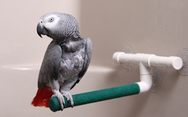 amazing pet gifts amazing pet gifts