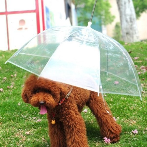 amazing pet gifts amazing pet gifts