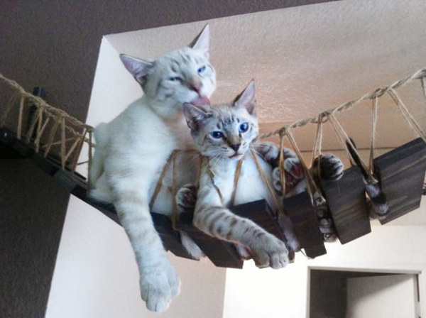 amazing pet gifts amazing pet gifts