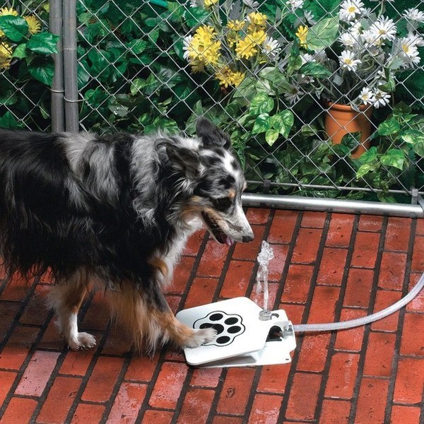 amazing pet gifts amazing pet gifts
