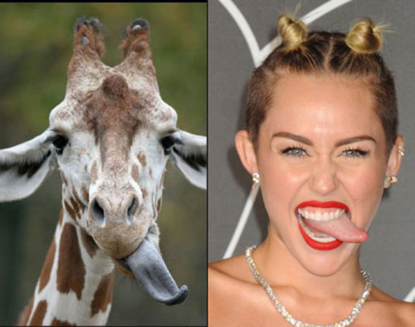 22 Things That Look Like Miley Cyrus