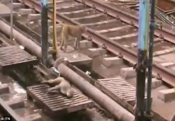 hero monkey saves the day