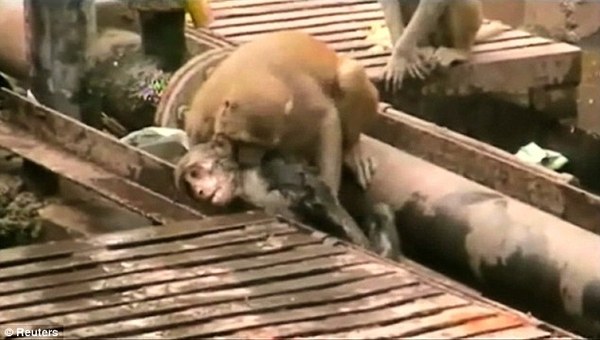 hero monkey saves the day