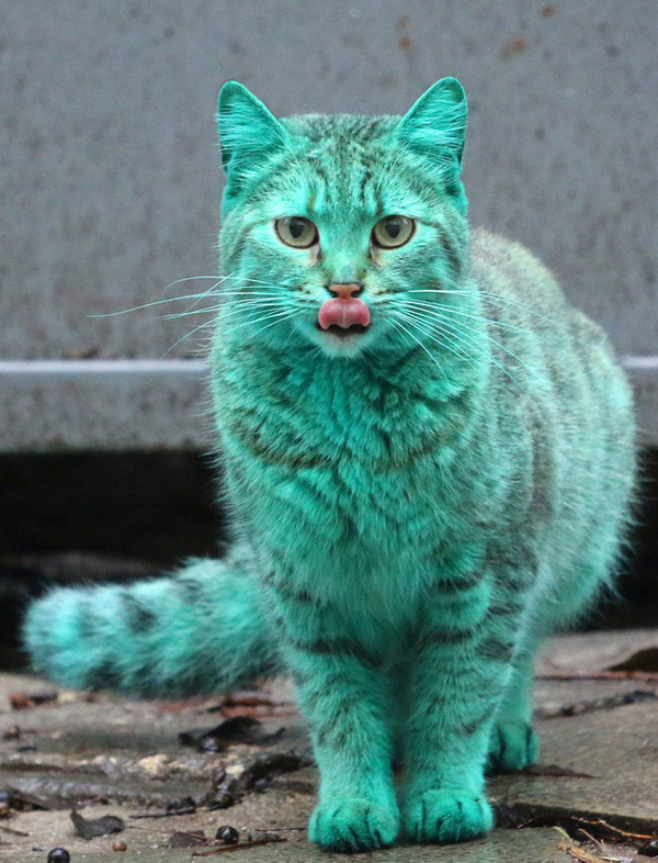 green is cat