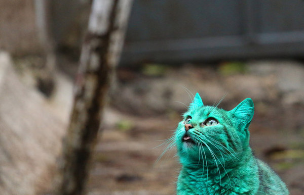 green is cat