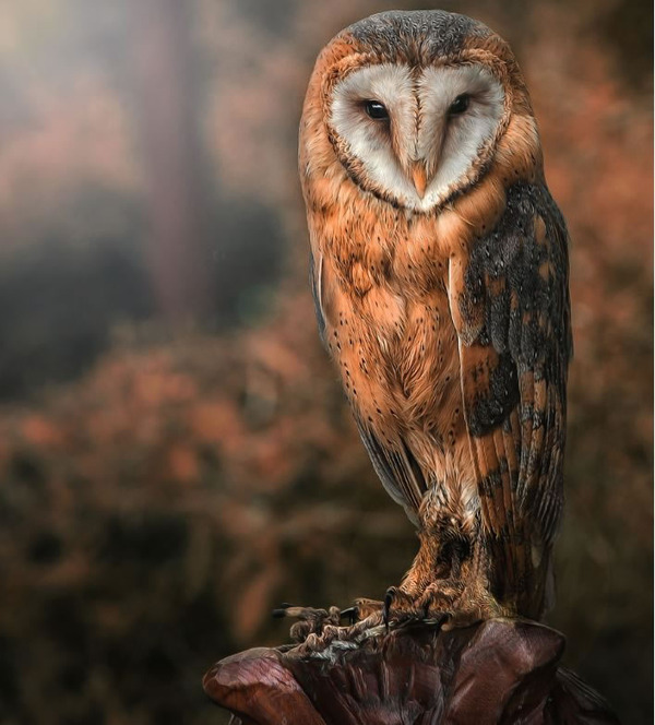 owl pictures