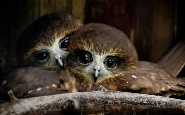 owl pictures