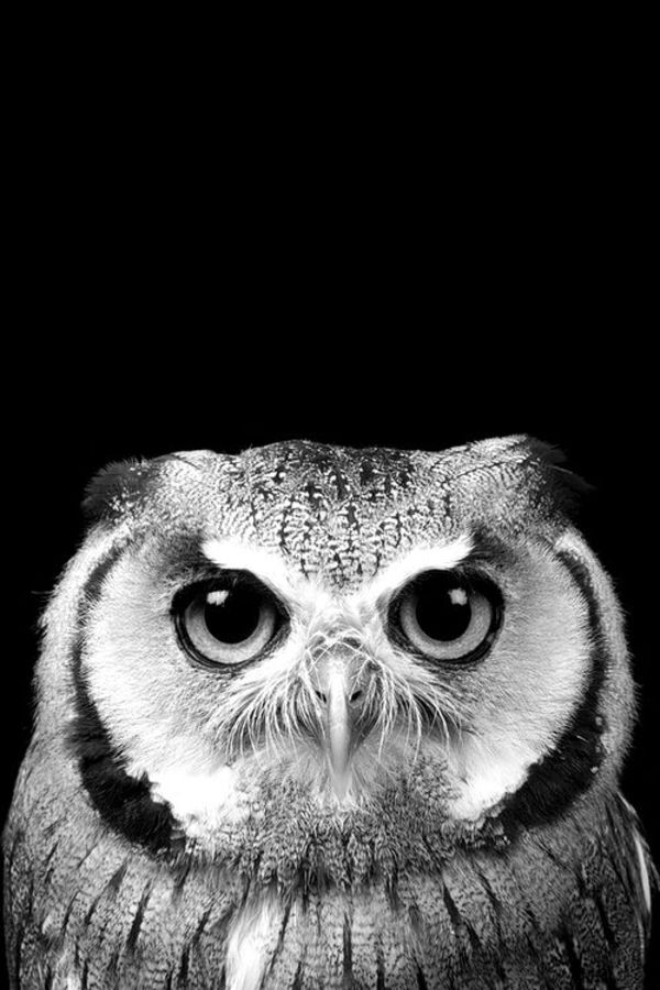 owl pictures