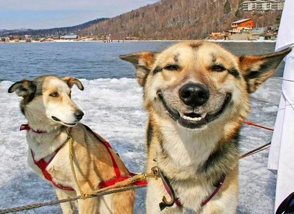 Happiest dogs in the world