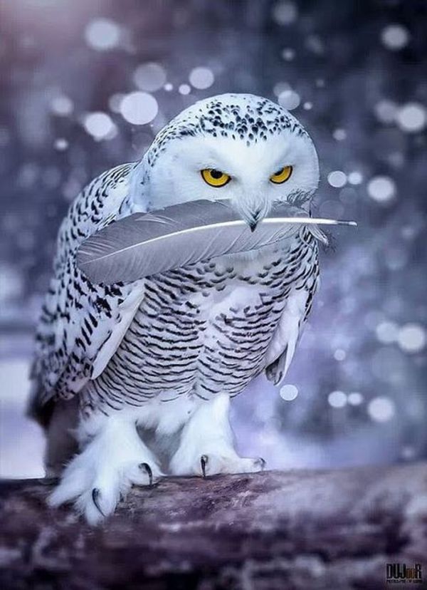 owl pictures