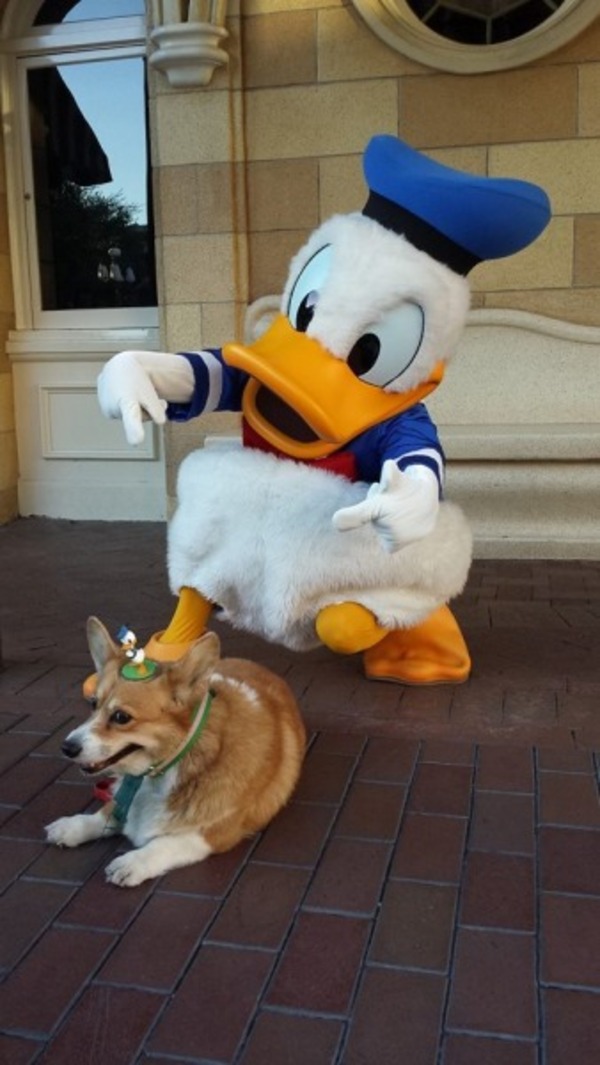 Corgi visiting Disney World
