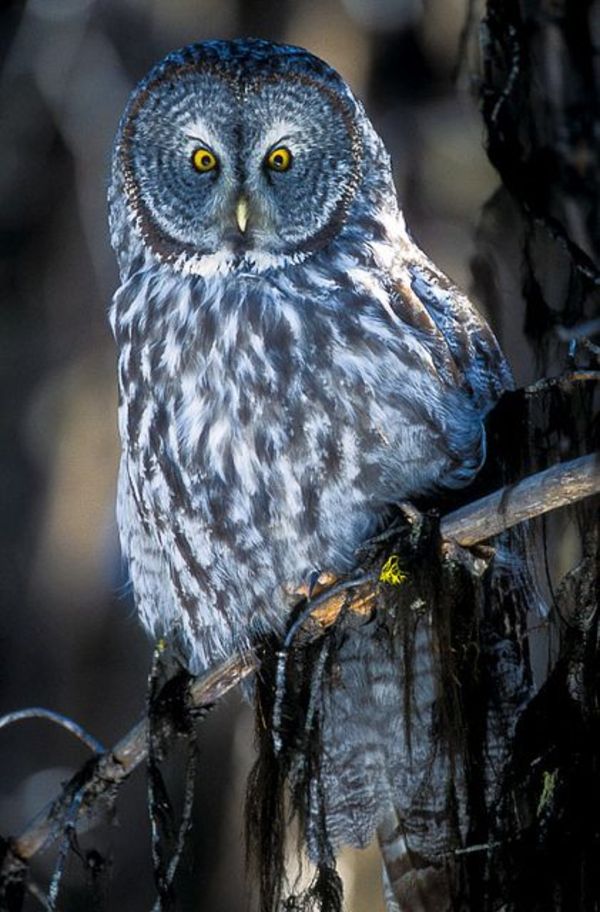 owl pictures