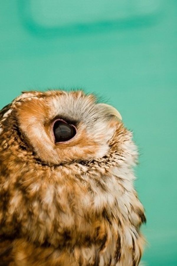 owl pictures