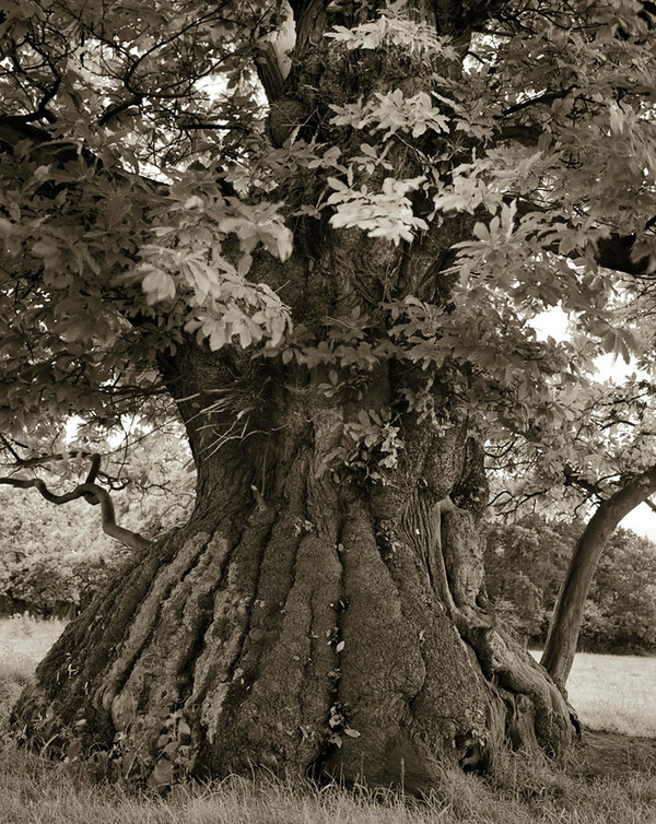 oldest trees