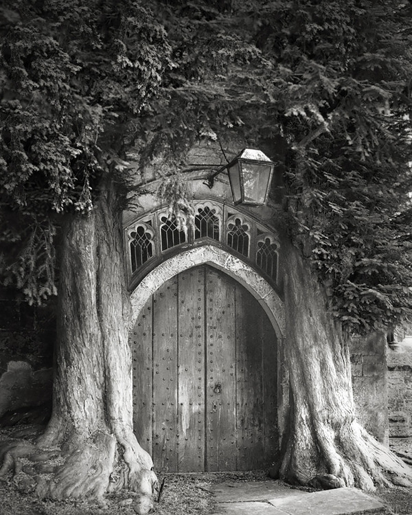 world's ancient trees