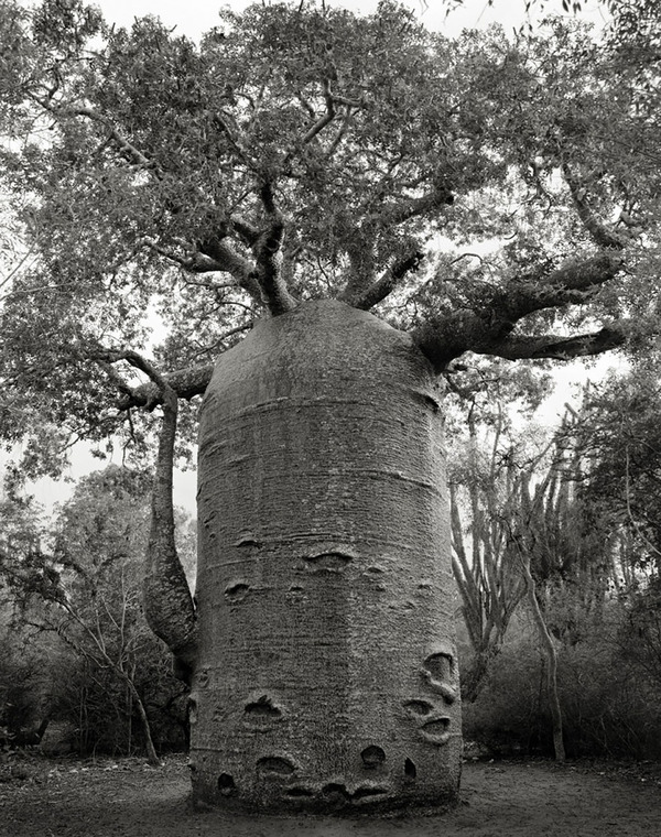 world's ancient trees