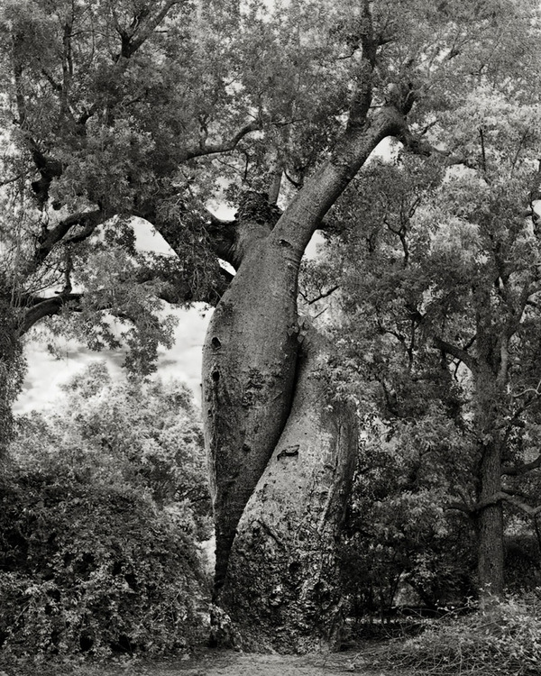 Beth Moon photography