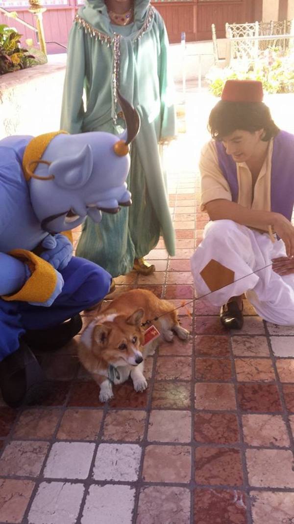 Corgi visiting Disney World