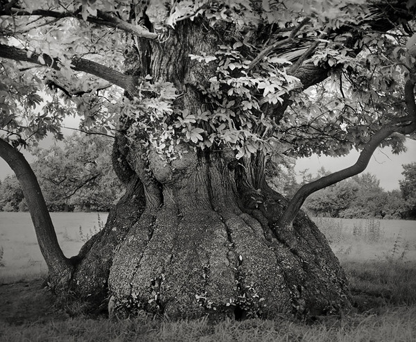 world's oldest trees