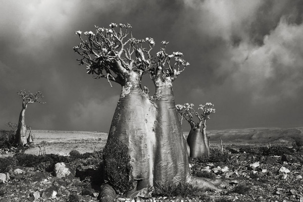 world's oldest trees