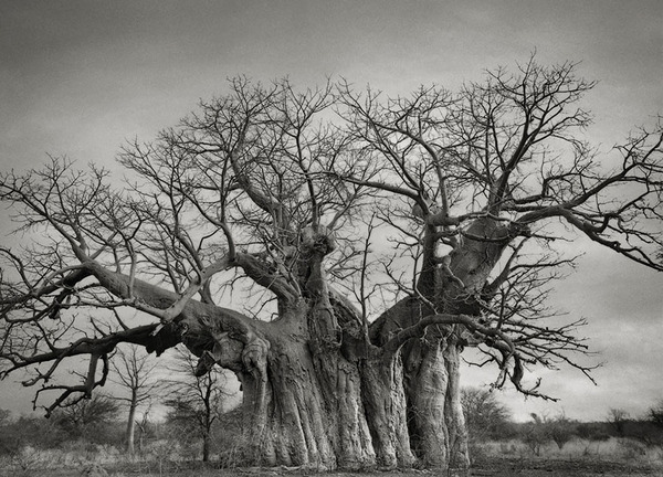 world's oldest trees