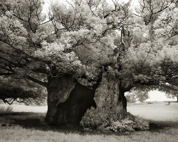 world's oldest trees